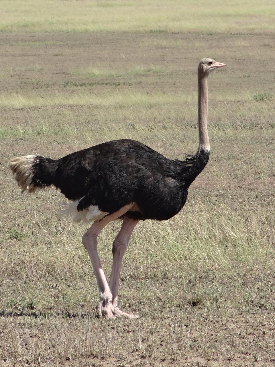 Defending Against Ostriches: Strategic Use of Long Weapons