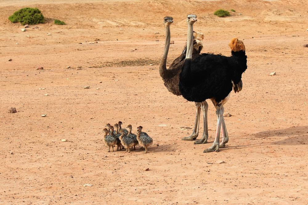 Understanding Ostriches' Defensive Behavior