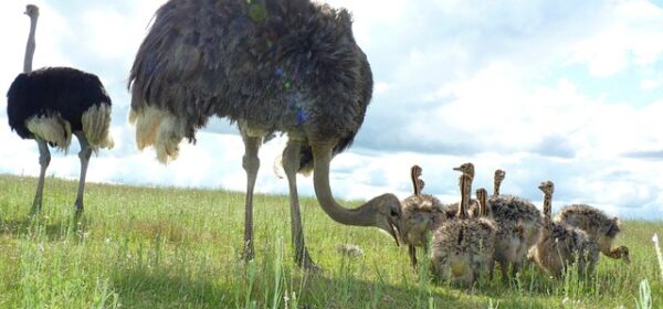 How to Keep Ostriches